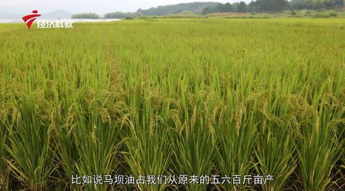 聚焦前沿节水农业技术，广东菰稻科技点亮杂交新时代